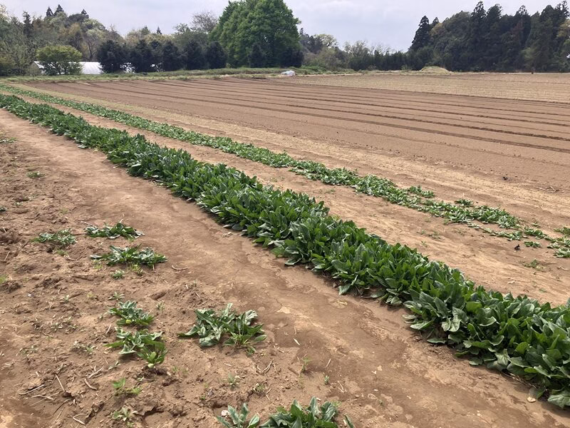 THE FARM スロウマウンテン成田78